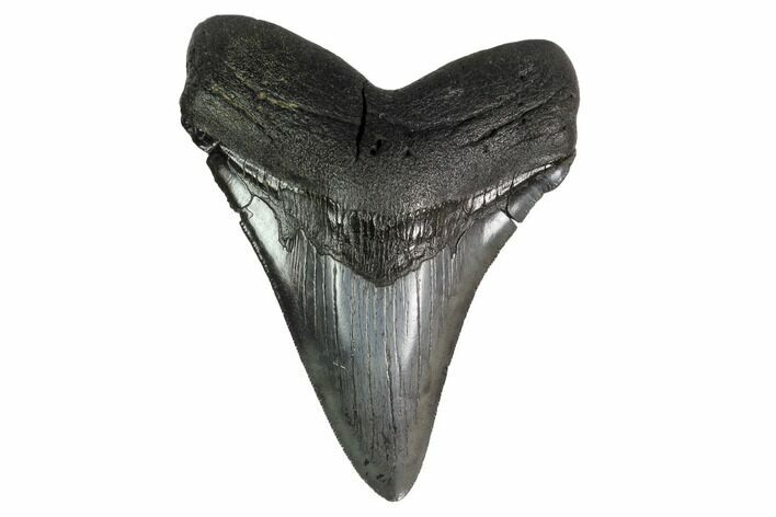 Fossil Megalodon Tooth - South Carolina #160257